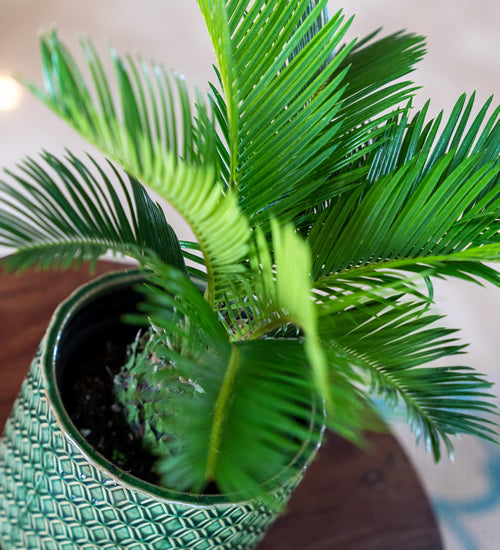 Mini King Sago Palm