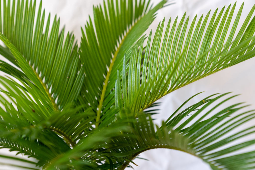 Mini King Sago Palm